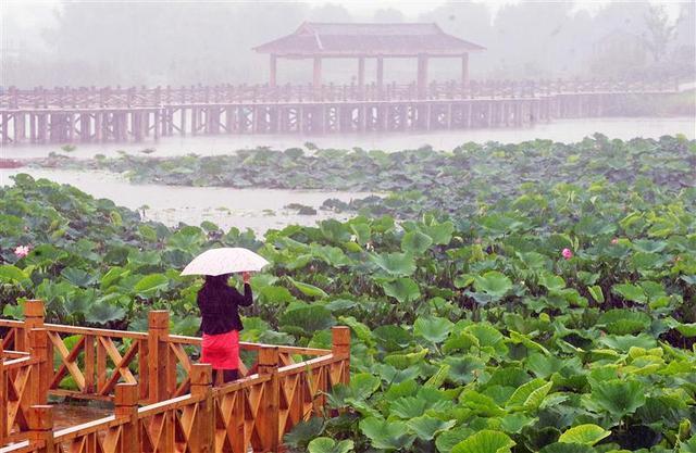 雨!几天下完一年的雨只能一泄了之?冰球突破豪华版app暴雨!还是暴(图3) 雨!几天下完一年的雨只能一泄了之?冰球突破豪华版app暴雨!还是暴(图3)